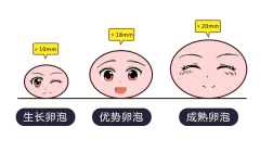 爱之晶：什么是优势卵泡？