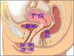 阴道有什么作用